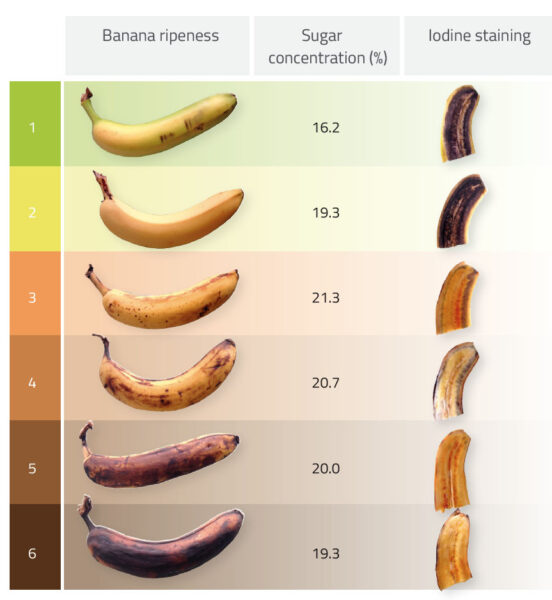 la-biochimie-des-bananes-science-in-school