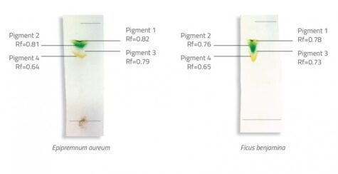 chlorophyll chromatography chromatograms aureum benjamina