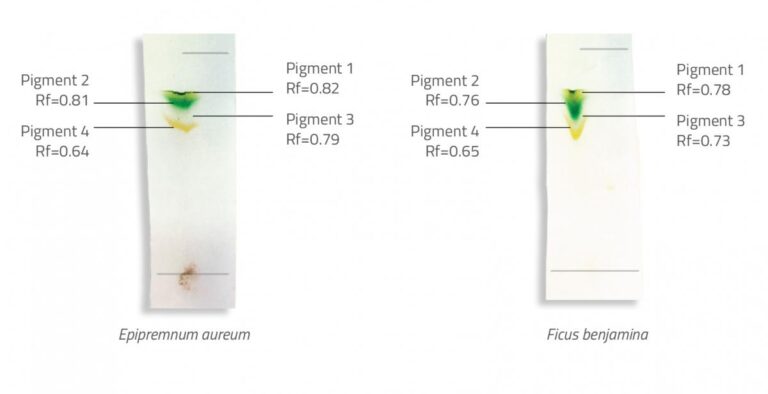 Colour, chlorophyll and chromatography – Science in School