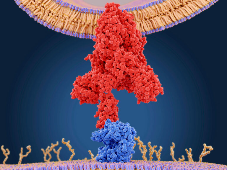 Coronavirus: La Ciencia En Resumen – Science In School