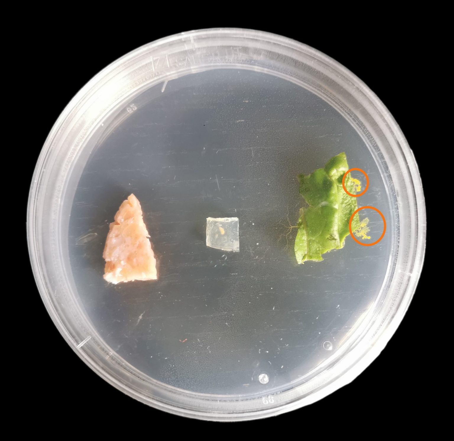 slime mould experiment