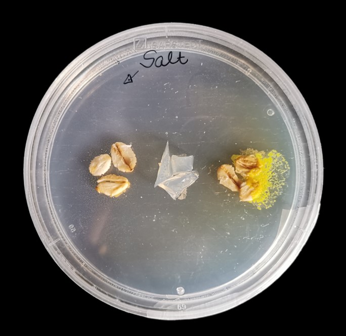 slime mould experiment