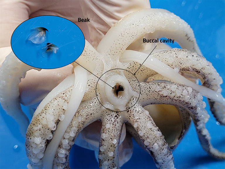 Squid dissection a handson activity to learn about cephalopod anatomy Science in School