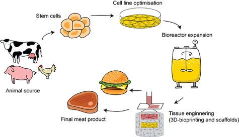 From Petri dish to plate: the journey of cultivated meat – Science in ...