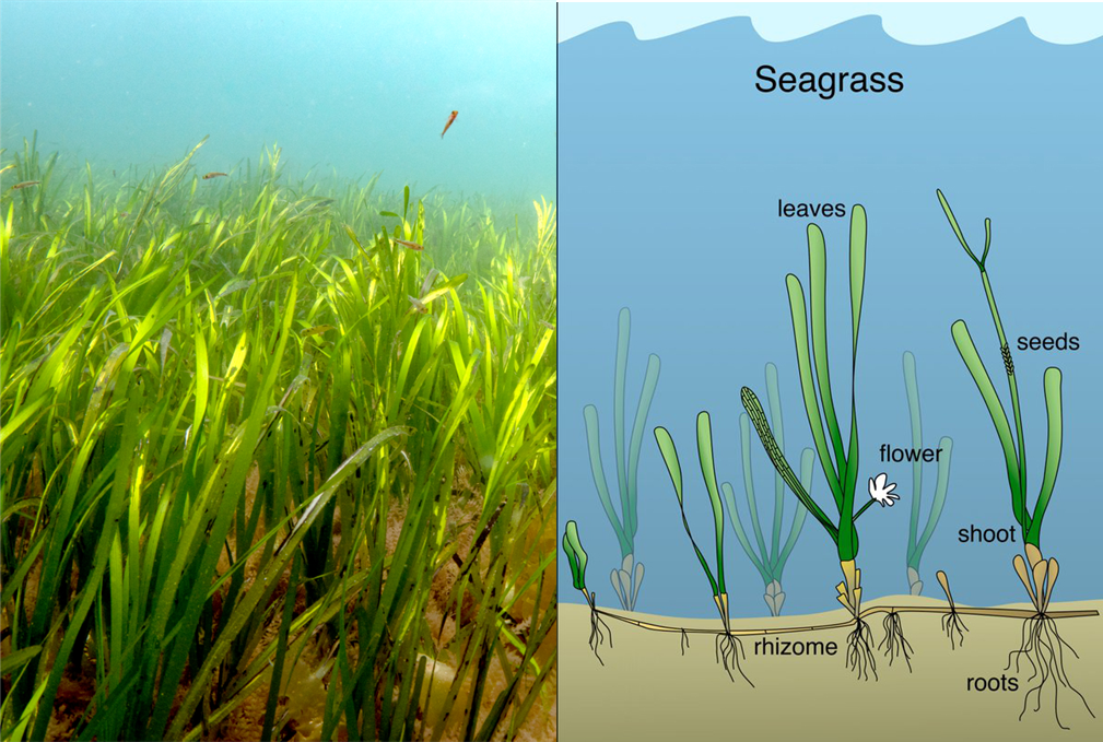 Seagrass the wonder plant! – Science in School