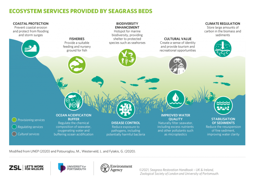 Seagrass the wonder plant! – Science in School