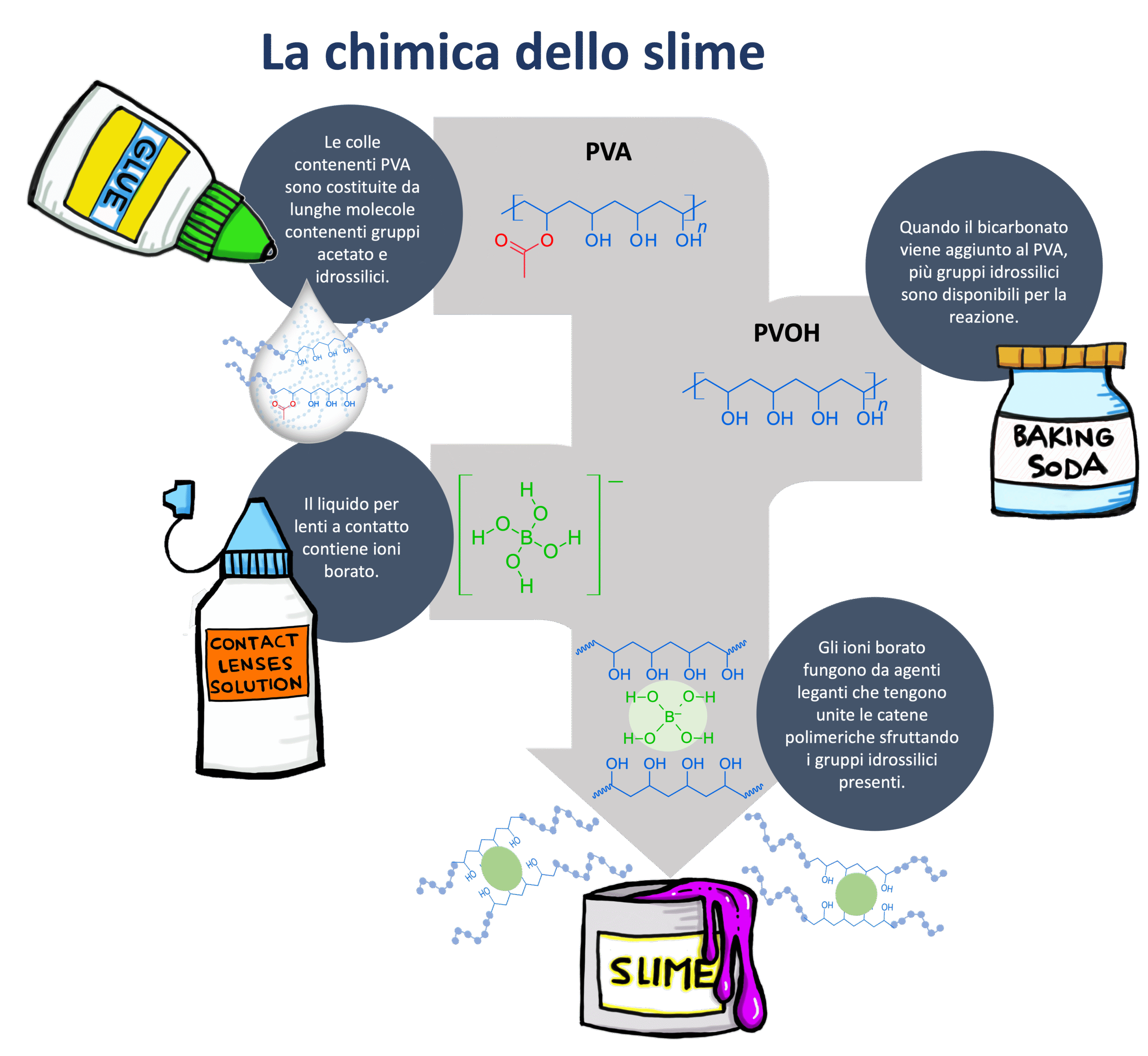 La chimica dello slime: le colle contenenti PVA sono costituite da lunghe molecole contenenti gruppi acetato e idrossilici, che sono disponibili per reagire all’aggiunta del bicarbonato. Il liquido per lenti a contatto contiene ioni borato che fungono da agenti leganti tenendo unite le catene polimeriche sfruttando i gruppi idrossilici presenti.