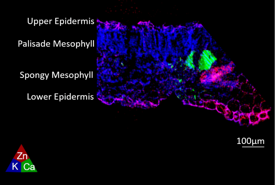A microscopy image of a leaf cross-section, showing the different cell lays. The leaf is labelled with upper epidermis and lower epidermis on the outmost structures, which appear as pink. The structure directly under the upper epidermis, labelled palisade mesophyll, appears blue. The spongy mesophyll directly below shows blue, green and pink areas. A key in the lower right corner gives the colour scheme as potassium (blue), calcium (green), and zinc (pink).
