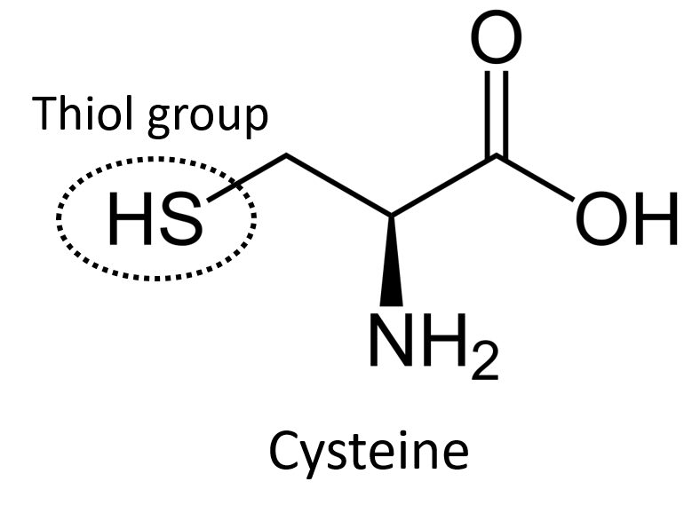 Chemical structure of Cysteine. The structure shows a simple amino acid with the R group being a carbon atom bearing a thiol group (SH).