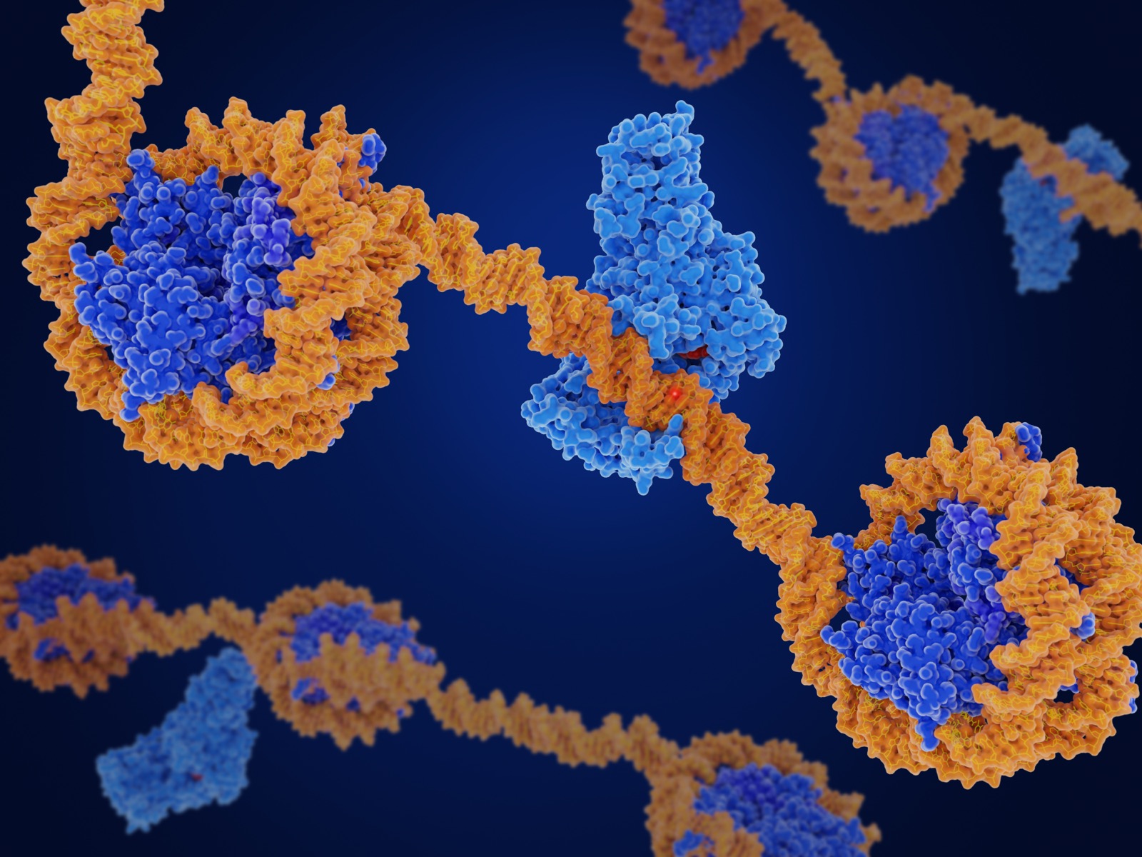 DNA methylation is the main epigenetic modfication of DNA. Methylation (white spot) can change the activity of a DNA segment. The DNA methyl transferase I (light blue) transfers a methyl group from S-adenosyl methionine  (red) mostly to cytosine bases of the human DNA. Source: PDB entry 3pt6
